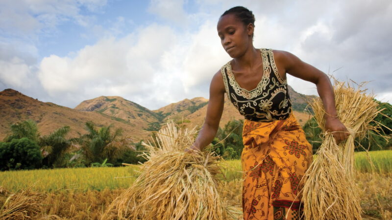 L’autosuffisance alimentaire à Madagascar, au cœur d’une conférence nationale