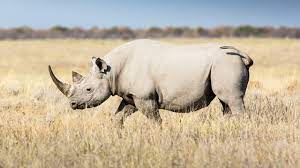 Trente rhinocéros blancs ont été déplacés de l’Afrique du Sud au Rwanda