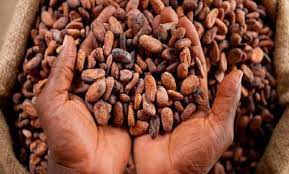 Cameroun: Augmentation du prix de cacao