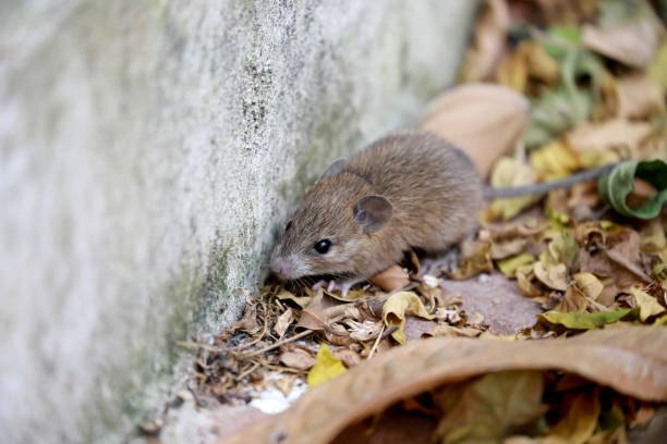 La maladie inconnue qui tuait en Tanzanie est la leptospirose