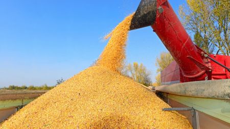 Le Kenya supprime les droits de douane sur le maïs importé