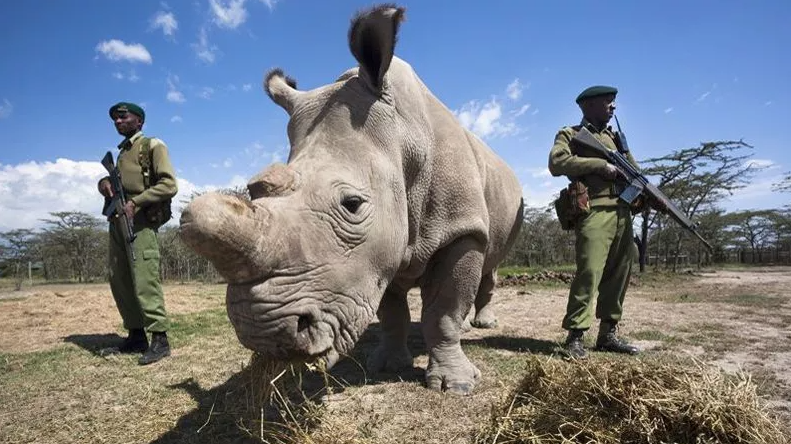 Afrique du Sud: Remise à l’état sauvage d’une centaine de rhinocéros blancs par an