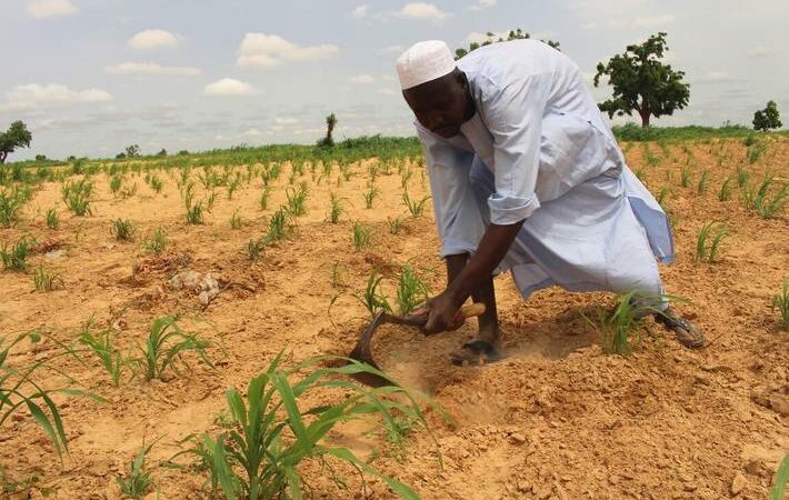 Le Nigeria adopte un nouveau plan quinquennal pour le secteur agricole