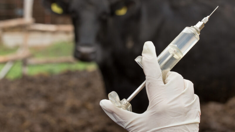 Une épidémie de fièvre aphteuse menace la filière bovine au Botswana