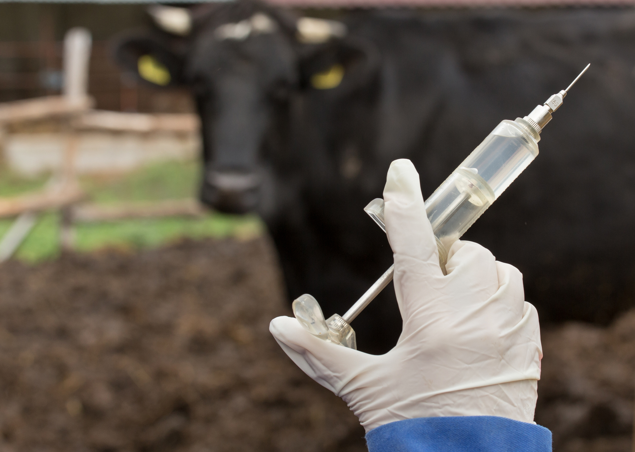 Une épidémie de fièvre aphteuse menace la filière bovine au Botswana