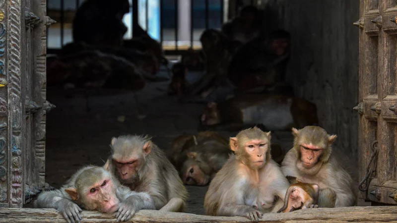 Variole du singe : L’OMS regrette des attaques contre ces animaux au Brésil