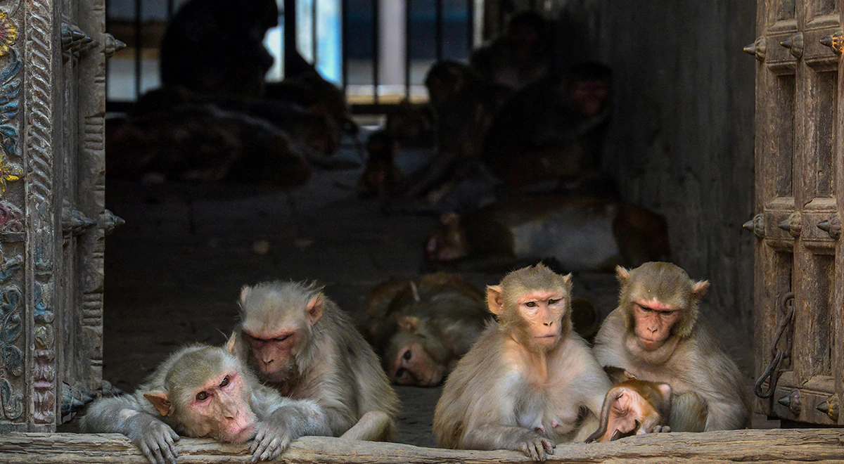 Variole du singe : L’OMS regrette des attaques contre ces animaux au Brésil