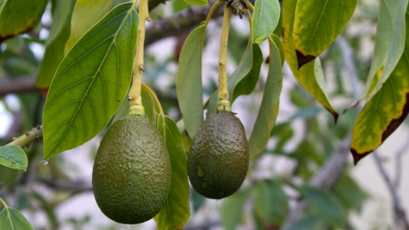 Les premières cargaisons d’avocats kenyans débarquées sur le marché chinois