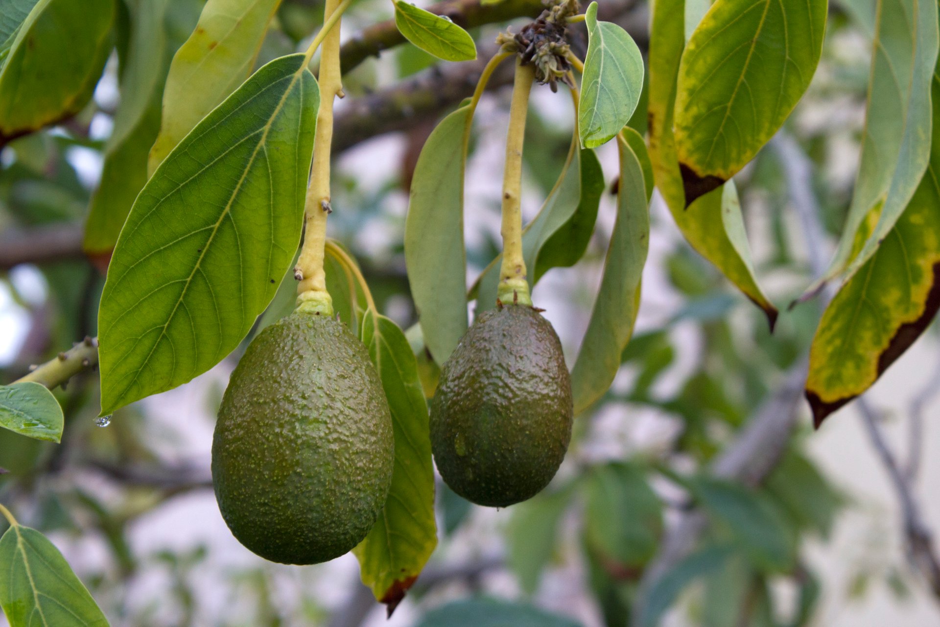 Les premières cargaisons d’avocats kenyans débarquées sur le marché chinois