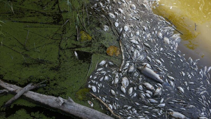 Pollution : Mort inexpliquée de milliers de poissons dans le fleuve Oder situé à la frontière polono-allemande