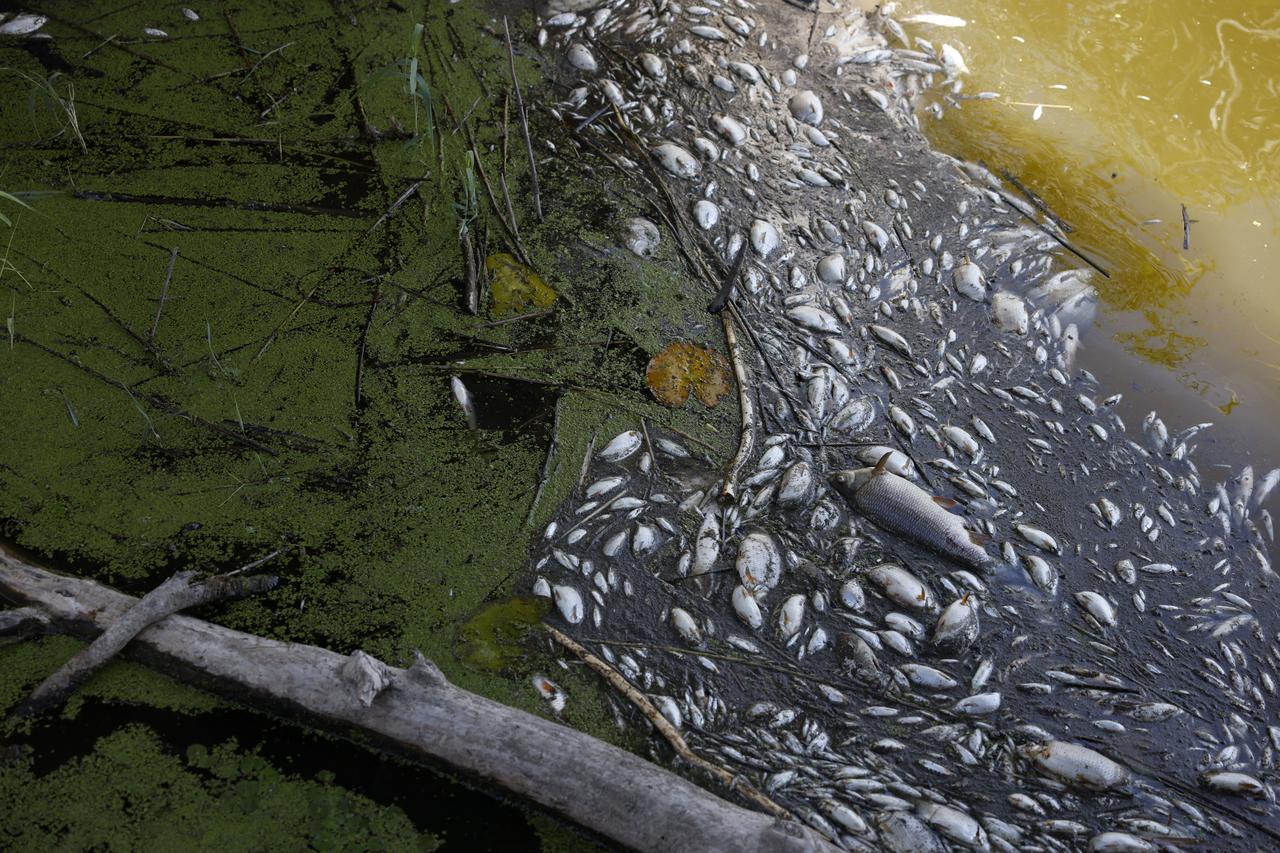 Pollution : Mort inexpliquée de milliers de poissons dans le fleuve Oder situé à la frontière polono-allemande
