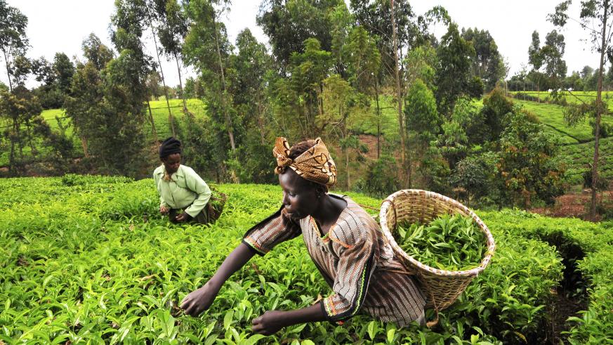 Sénégal : Programme de compétitivité de l’agriculture et de l’élevage