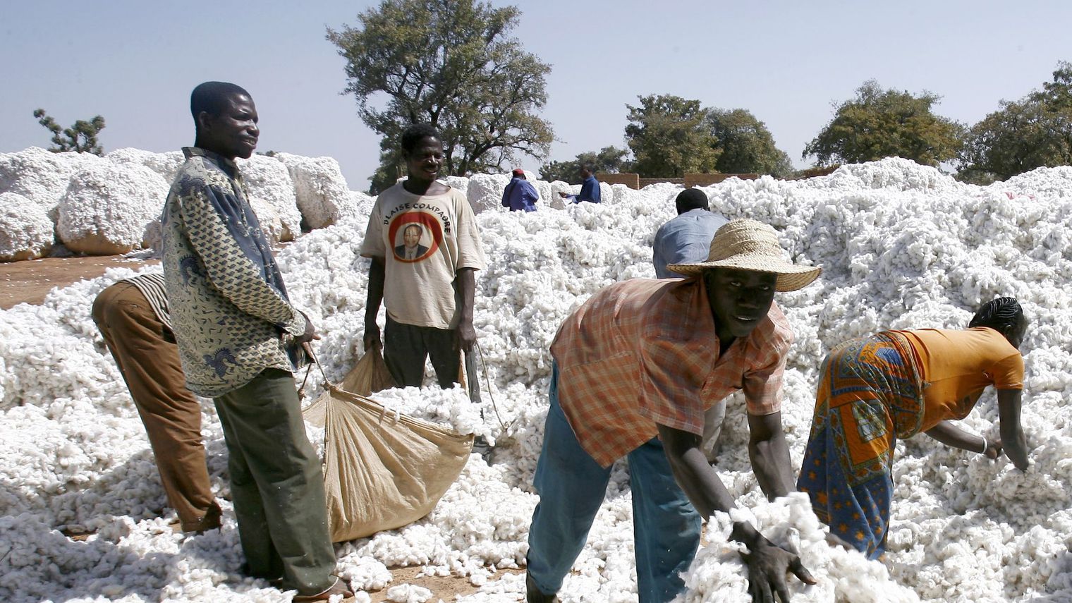 Zimbabwe: Baisse de 25% enregistrée dans la production de coton en 2022