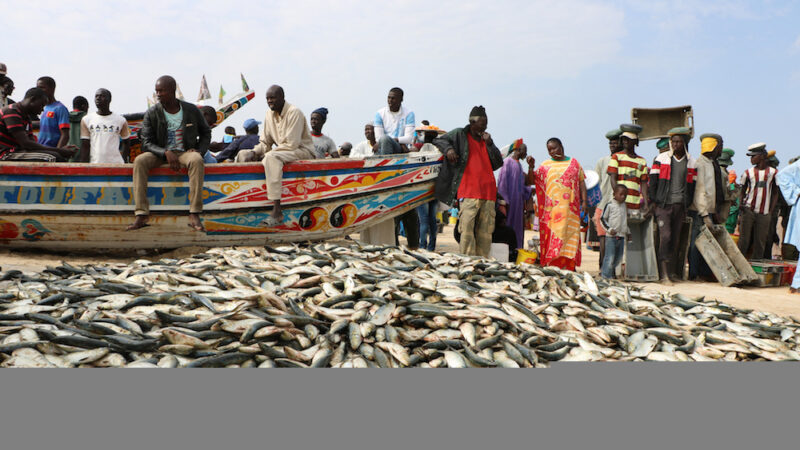 Sénégal: Sensibilisation sur une gestion transparente des ressources halieutiques