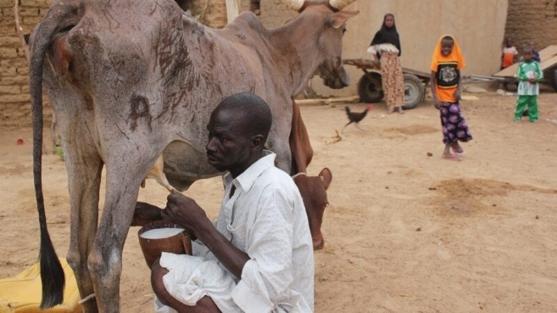 Niger: La région de Dosso a une nouvelle usine de lait