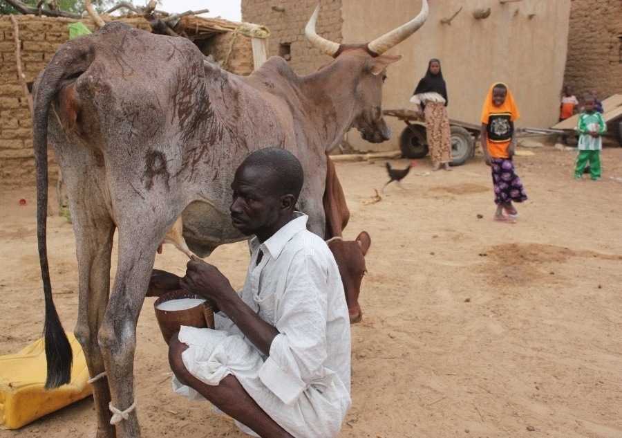 Niger: La région de Dosso a une nouvelle usine de lait