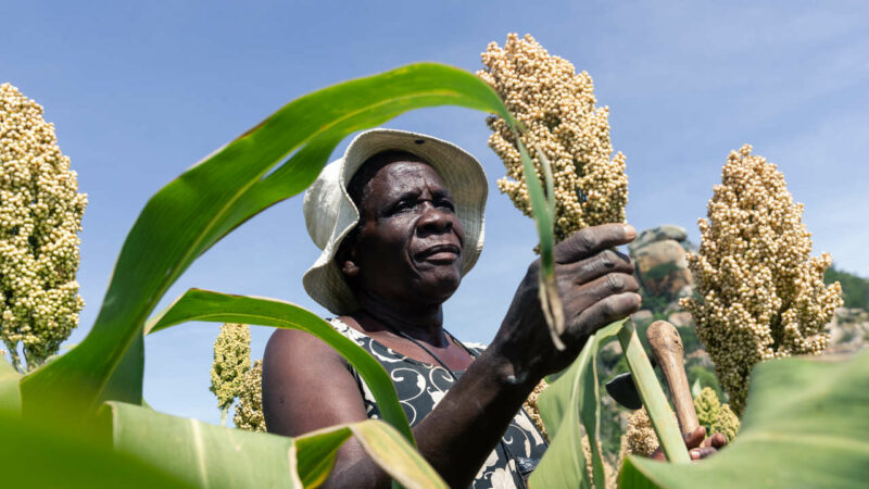 Nigeria: Une récolte de 7 millions de tonnes de sorgho