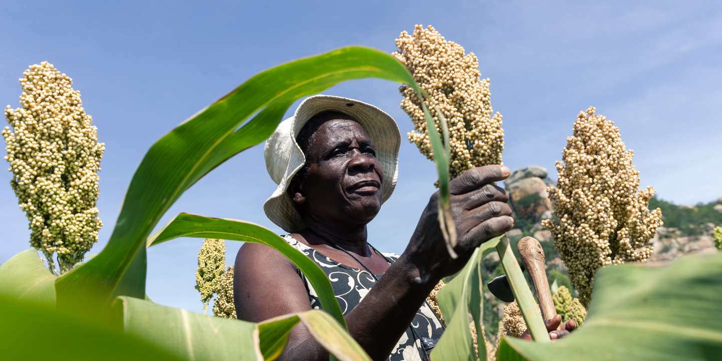 Nigeria: Une récolte de 7 millions de tonnes de sorgho