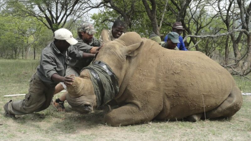 Kenya : Protection des rhinocéros et des éléphant contre le braconnage