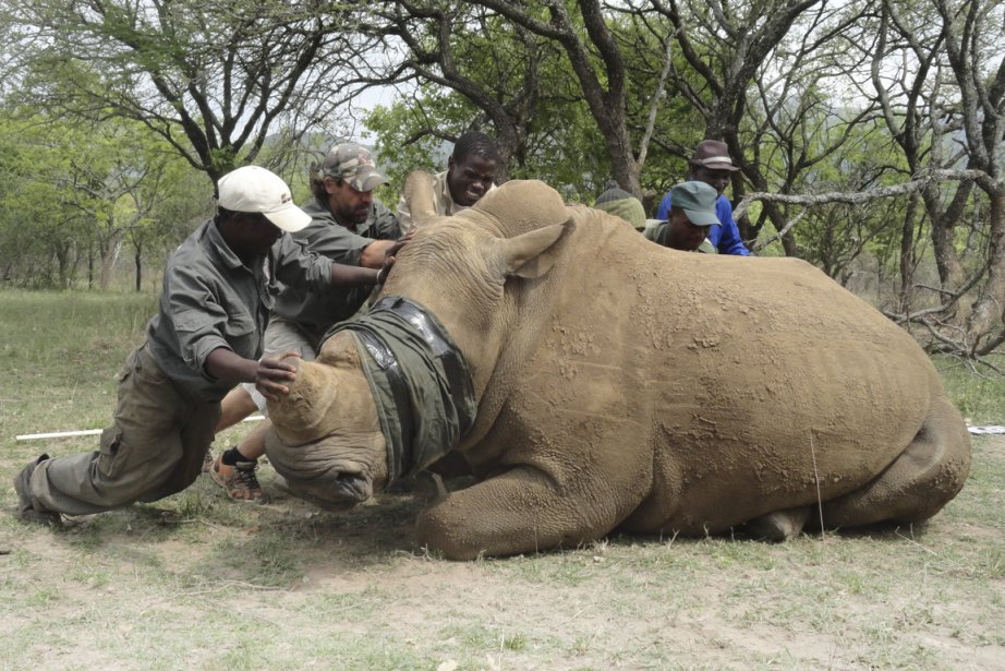 Kenya : Protection des rhinocéros et des éléphant contre le braconnage