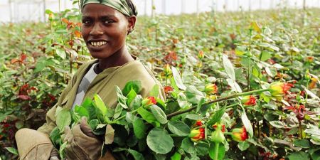 Zimbabwe: L’Etat injecte 30 millions de dollars dans la filière horticole