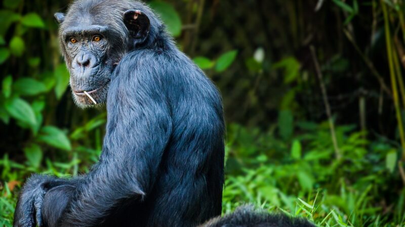 Guinée: Décès du chimpanzé femelle Fana