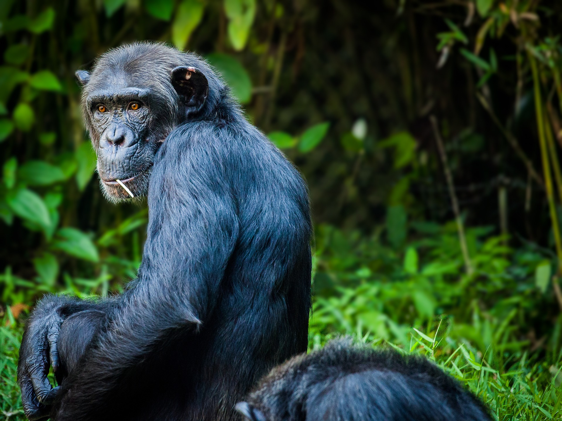 Guinée: Décès du chimpanzé femelle Fana