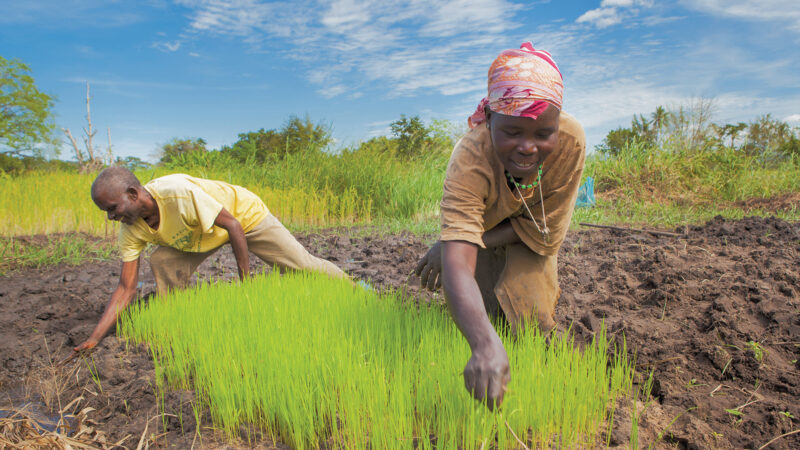 Tanzanie: Plus de 1000 hectares de terres agricoles seront irrigués à Dodoma