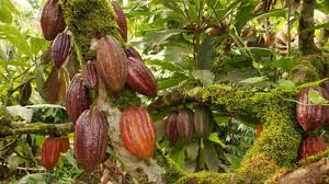 Le Ghana emprunte 1,3 milliard de dollars pour booster ses exportations cacaoyères