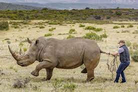 Afrique du Sud : Menace de disparition des rhinocéros