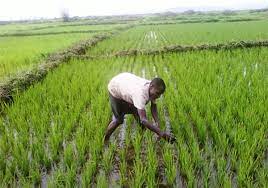Le Sénégal lance un projet de gestion des risques agricoles