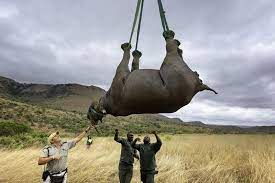 Afrique du Sud : Commerce illégal des produits de la faune