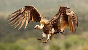Afrique du Sud : Plus de 150 vautours rares à dos blancs ont été tués