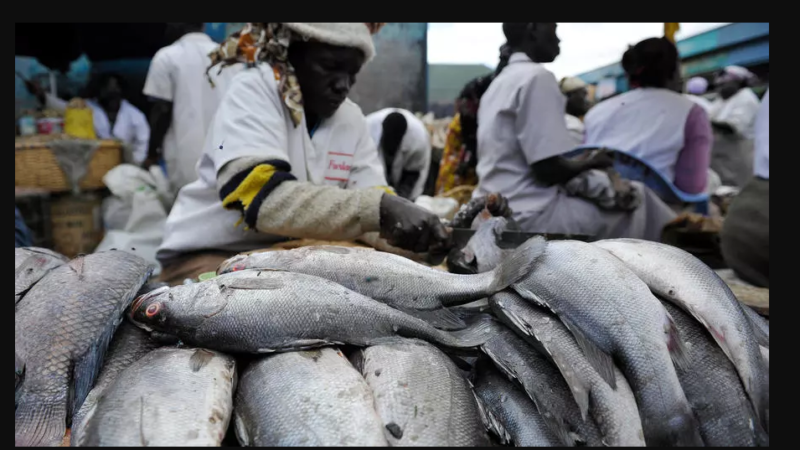 Kenya: Les poissons importés de la Chine ont atteint 17 millions de dollars en 2021