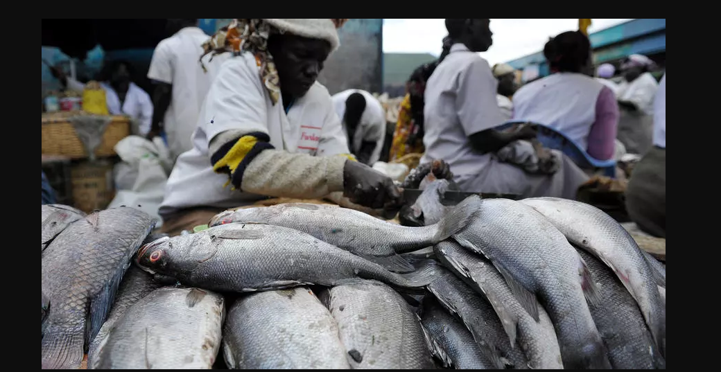 Kenya: Les poissons importés de la Chine ont atteint 17 millions de dollars en 2021