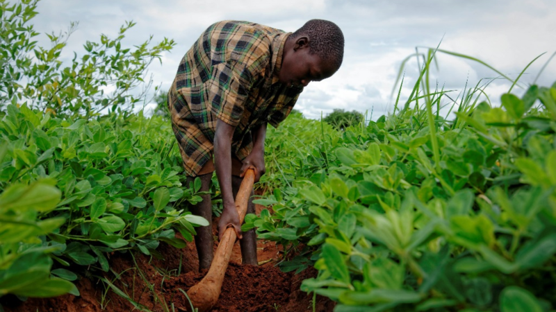 L’Afrique compte le plus grand nombre d’enfants mineurs qui travaillent (OIT)