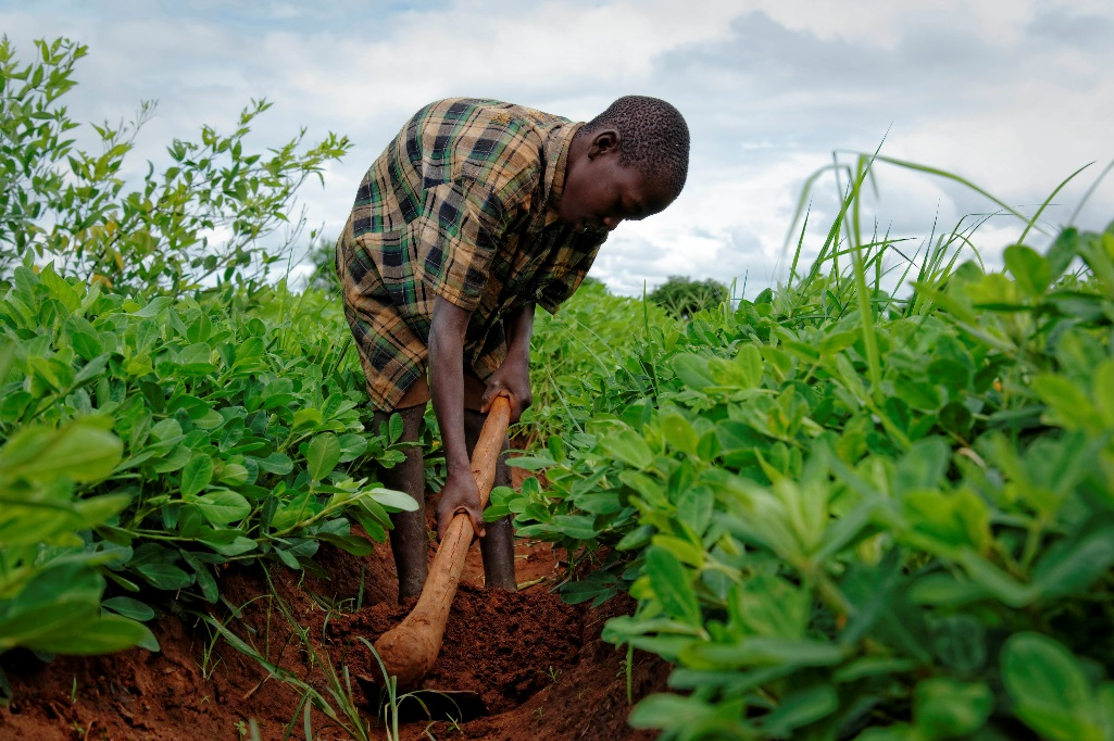 L’Afrique compte le plus grand nombre d’enfants mineurs qui travaillent (OIT)