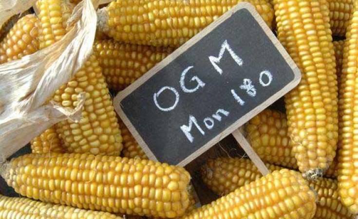 Agriculture: Le Kenya reprend l’importation des produits agricoles génétiquement modifiés