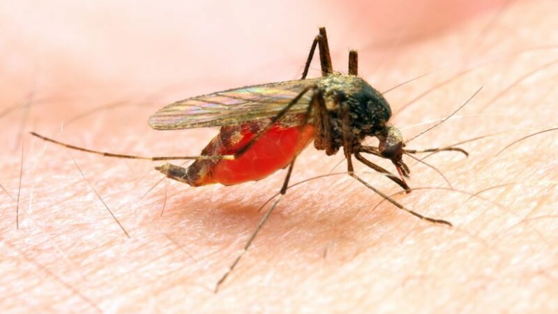 L’Etat du Congo-Brazzaville veut lutter autrement contre le paludisme à l’origine de 28% des décès dans le pays