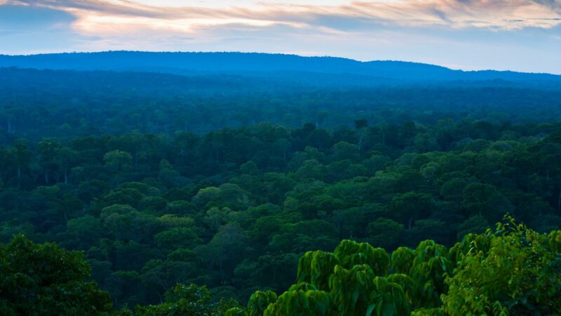 COP27 : La RDC entend s’ériger en plaque tournante de la transition écologique en Afrique et dans le monde