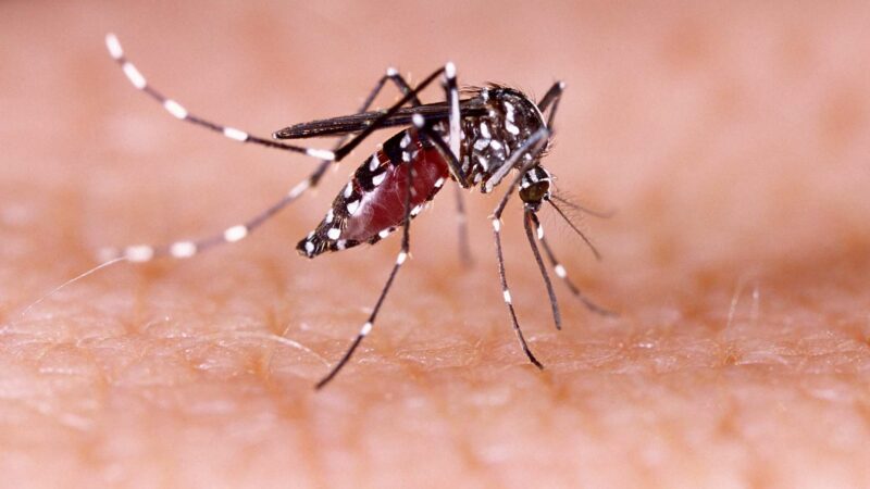 Tous les cas de paludisme peuvent être évités, assure le bureau de  l’OMS-Afrique