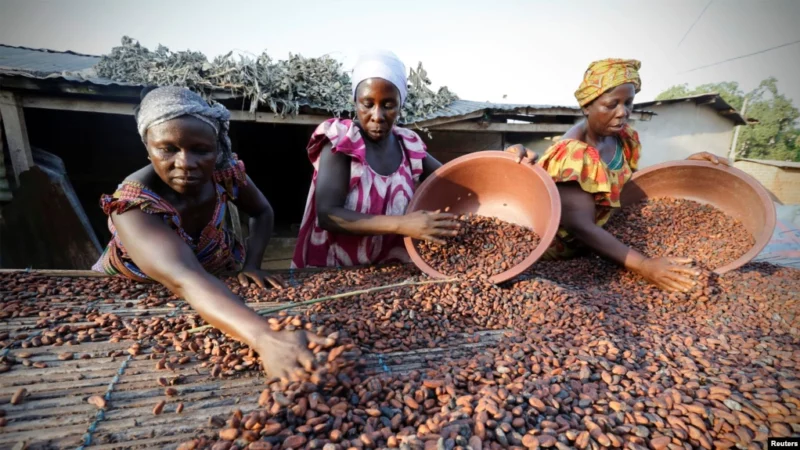 Cacao: La Côte d’Ivoire et le Ghana prennent note des «efforts» chez certains industriels