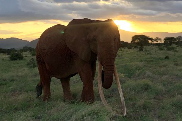 Kenya: Le plus grand éléphant femelle d’Afrique est mort à plus de 60 ans