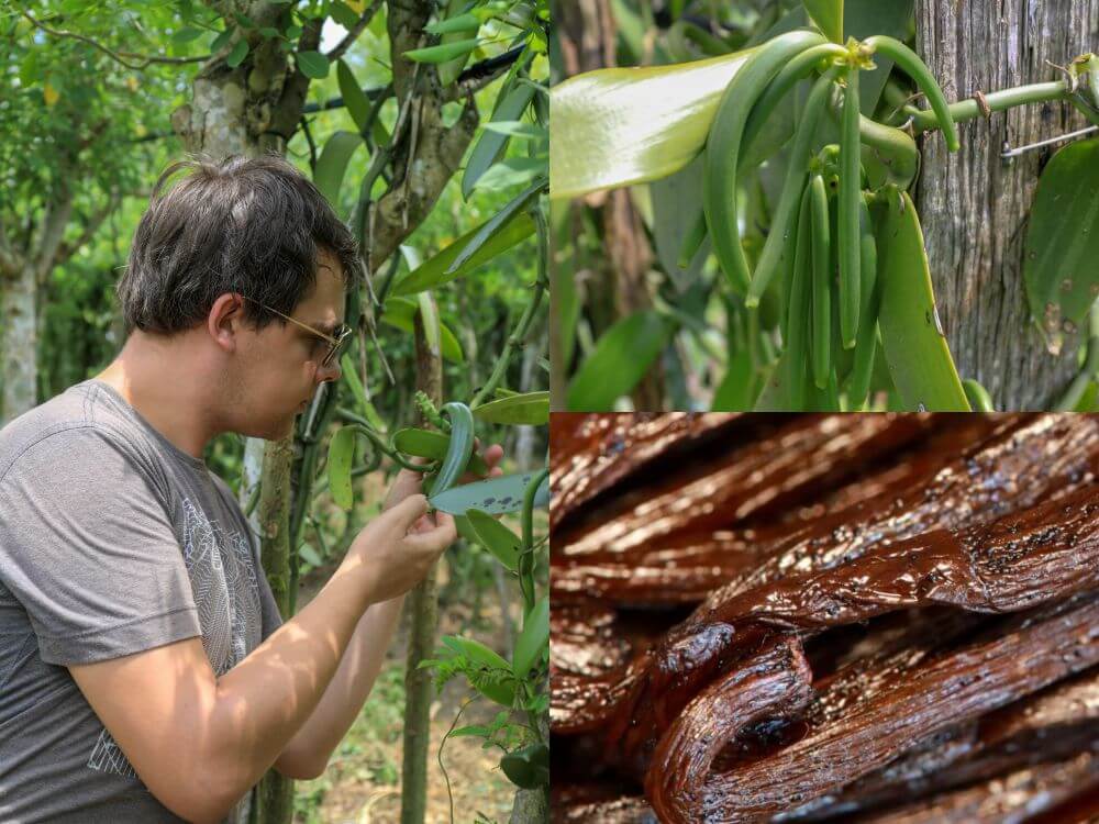 La vanille a rapporté un pactole à Madagascar durant la campagne 2021-2022