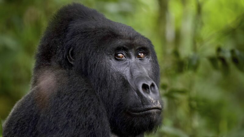 RDC : L’ONG «Gorilla Ambassadors» alerte sur les menaces de la rébellion M23 contre les animaux à l’Est du pays