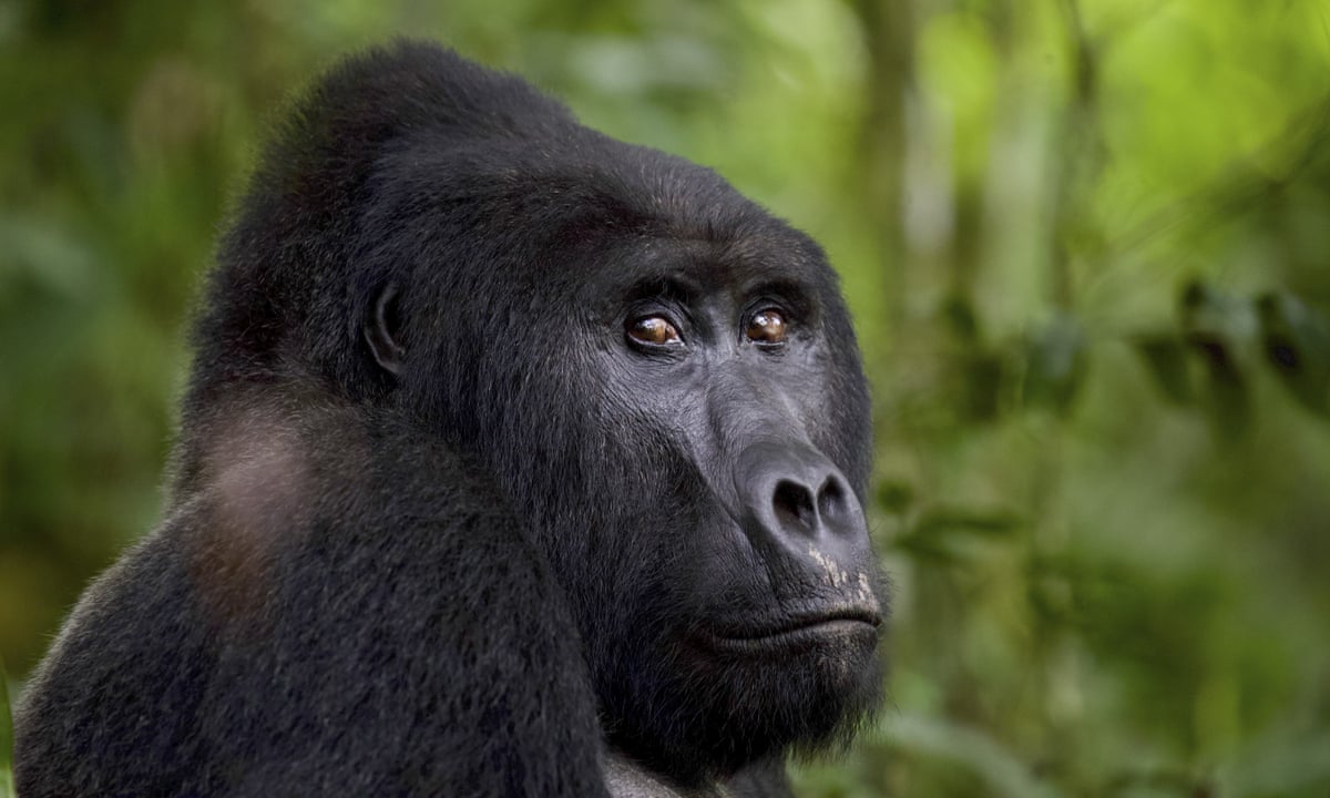 RDC : L’ONG «Gorilla Ambassadors» alerte sur les menaces de la rébellion M23 contre les animaux à l’Est du pays