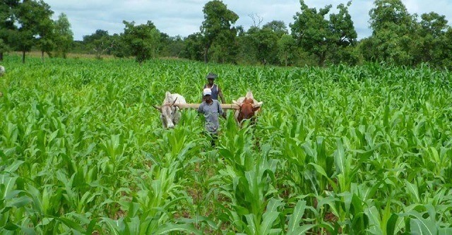 La BAD débourse plus de 184 millions de dollars pour des projets agricoles au Burkina Faso