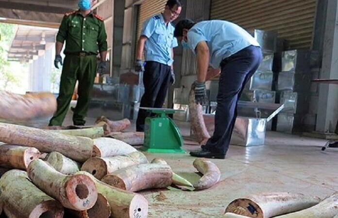 La douane du Vietnam met la main sur 130 kilos d’ivoires africains de contrebande