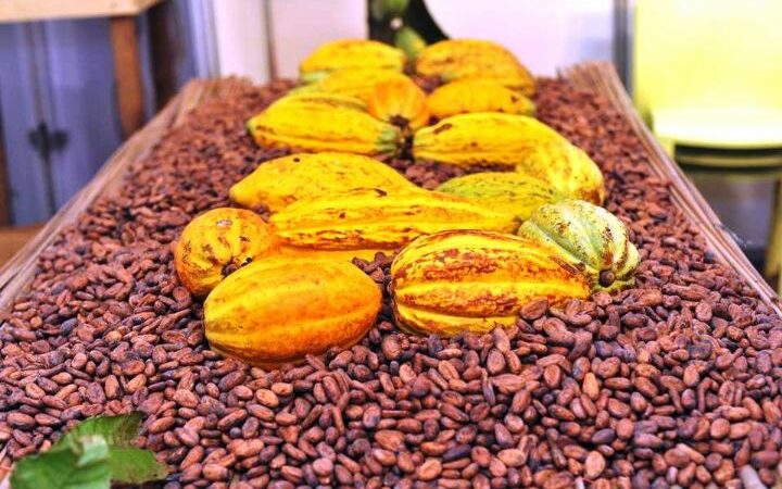 La Côte d’Ivoire a produit 1.133.278 tonnes de cacao durant les 9 premiers mois de 2022