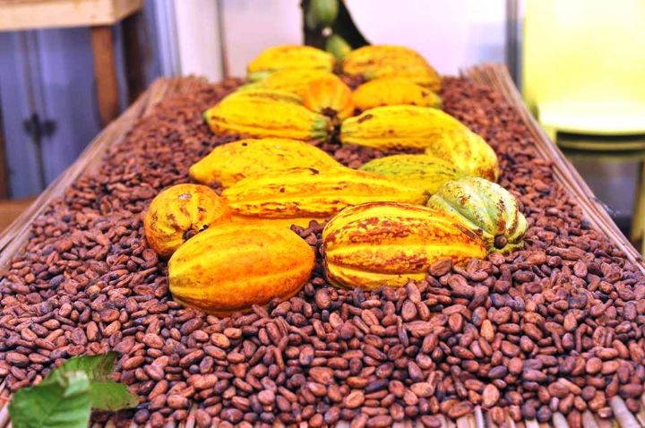 La Côte d’Ivoire a produit 1.133.278 tonnes de cacao durant les 9 premiers mois de 2022